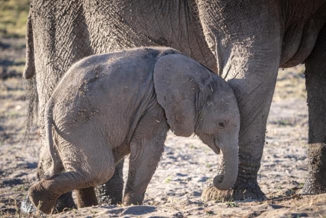 Отель Jackalberry Chobe Касане Экстерьер фото