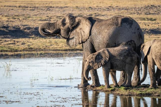 Отель Jackalberry Chobe Касане Экстерьер фото